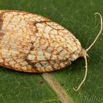 Acleris forsskaleana - Obaľovač javorový 23-21-38