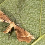 Artiora evonymaria - Listnatka bršlenová 22-35-40