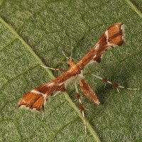 Cnaemidophorus rhododactyla - Pierkavec šípkový 11-16-39