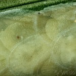 Chilo phragmitella - Trávovec trsťový 18-53-59v