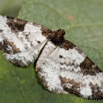 Melanthia procellata - Piadivka zimozeleňová 19-59-06