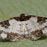 Melanthia procellata - Piadivka zimozeleňová 20-02-06