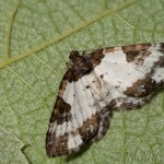 Melanthia procellata - Piadivka zimozeleňová 20-08-37