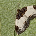 Melanthia procellata - Piadivka zimozeleňová 20-11-43