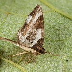 Melanthia procellata - Piadivka zimozeleňová 17-32-55