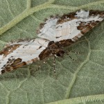 Melanthia procellata - Piadivka zimozeleňová 20-43-16