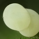 Melanthia procellata - Piadivka zimozeleňová 29-48-13v