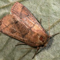 Mythimna turca (Linnaeus, 1761) - Mora turecká 22-58-13