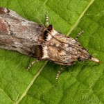 Nephopterix angustella - Vijačka úzkokrídla 17-44-09