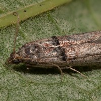 Nephopterix angustella - Vijačka úzkokrídla 20-17-43