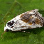 Acontia candefacta 21-45-30