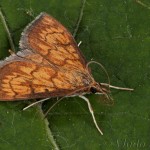 Ecpyrrhorrhoe rubiginalis - Vijačka betoniková 19-55-43