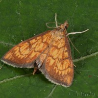 Ecpyrrhorrhoe rubiginalis - Vijačka betoniková 19-56-35