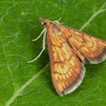 Ecpyrrhorrhoe rubiginalis - Vijačka betoniková 19-58-12