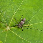 Leiopus linnei - Vrzúnik 21-45-09