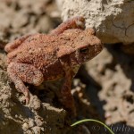 Pelobates fuscus - Hrabavka škvrnitá IMG_0887
