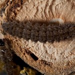 Pelosia muscerda - Lišajníkovec jelšinový 19-11-54