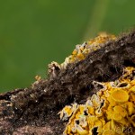 Pelosia muscerda - Lišajníkovec jelšinový 19-15-03