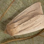 Rhizedra lutosa - Sivkavec veľký 19-49-13