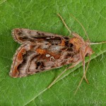 Autographa pulchrina - Mora čistcová 17-14-07