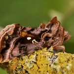 Autographa pulchrina - Mora čistcová 21-18-55