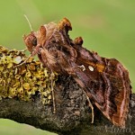 Autographa pulchrina - Mora čistcová 21-30-11