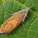 Dichrorampha sp 17-24-32