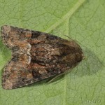 Oligia latruncula - Sivkavec pýrový 18-07-23