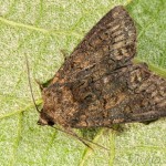 Oligia sp 17-47-30