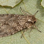 Oligia sp 18-05-29