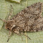 Oligia sp 18-07-11