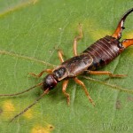 Forficula auricularia - Ucholak obyčajný 22-00-17