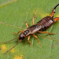 Forficula auricularia - Ucholak obyčajný 22-00-17