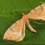 Gandaritis pyraliata - Piadivka marinková 17-55-26