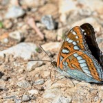 Limenitis populi - Bielopásavec topoľový IMG_9967