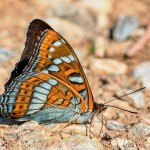 Limenitis populi - Bielopásavec topoľový IMG_9974 (2)