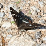 Limenitis populi - Bielopásavec topoľový IMG_9978