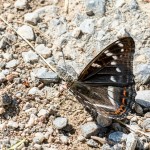 Limenitis populi - Bielopásavec topoľový IMG_9980