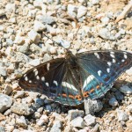 Limenitis populi - Bielopásavec topoľový IMG_9982