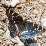 Limenitis populi - Bielopásavec topoľový IMG_9985