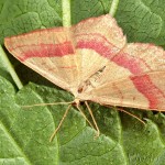 Rhodostrophia vibicaria - Piadica prútnatcová 20-06-13