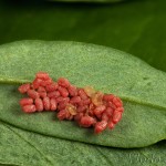 Rhodostrophia vibicaria - Piadica prútnatcová 20-07-46