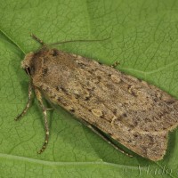 Rhyacia simulans - Siatica deväťsilová 20-53-34