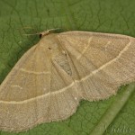 Trisateles emortualis - Pamora žltkavá 20-51-20