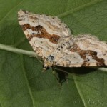 Xanthorhoe montanata - Piaddivka štiavcová 21-56-44