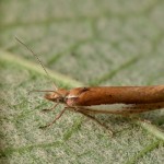 Ypsolopha parenthesella - Molička hrabová 18-23-32