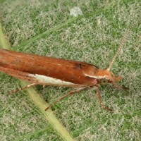 Ypsolopha parenthesella - Molička hrabová 18-31-29