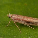 Ypsolopha parenthesella - Molička hrabová 22-56-19