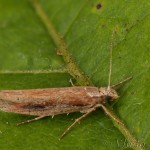 Ypsolopha parenthesella - Molička hrabová 22-58-35