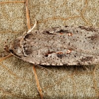 Agonopterix ocellana - Ploskáč vŕbový 16-38-26